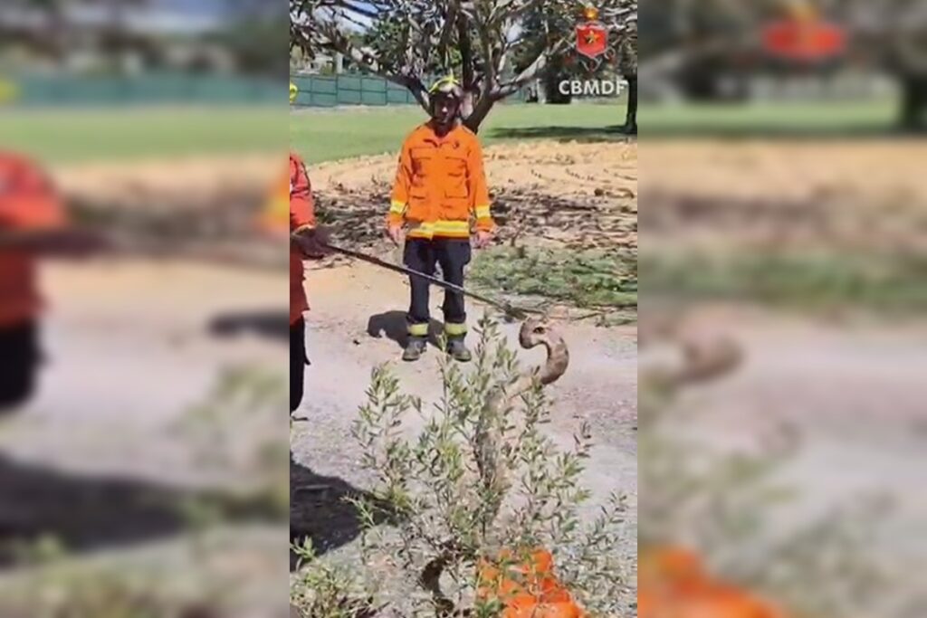bombeiros-resgatam-jiboia-em-area-residencial-de-bairro-nobre-do-df.-veja-video