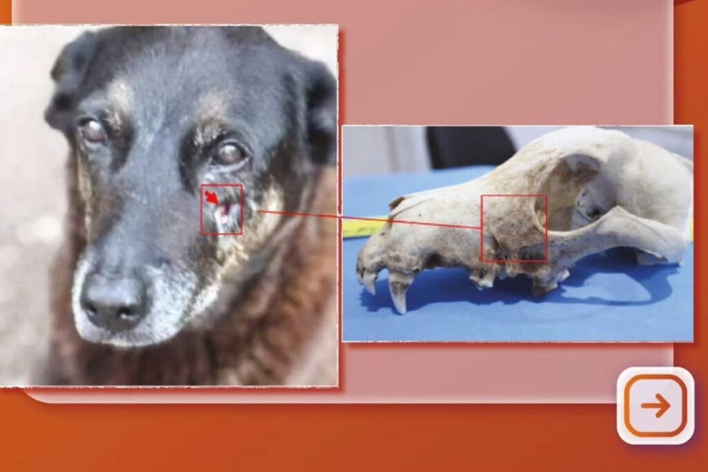 cao-orelha:-mp-divulga-imagens-periciais-que-nao-indicam-agressao