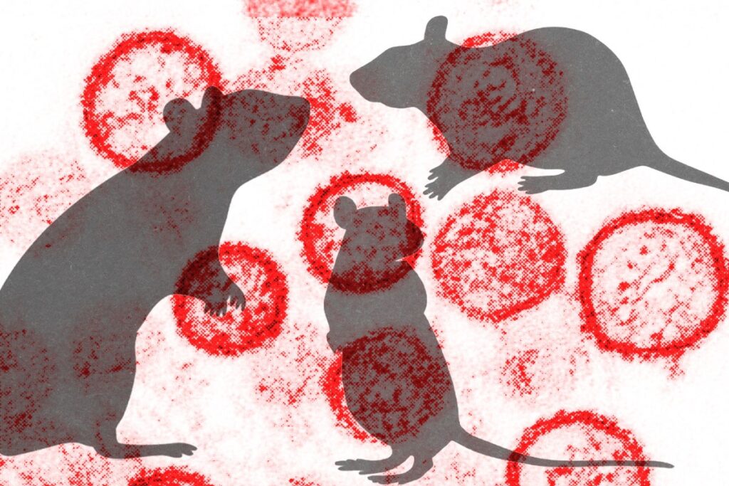 mais-de-20-franceses-expostos-ao-hantavirus-estao-hospitalizados
