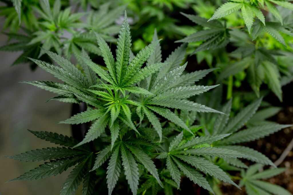 anvisa-simplifica-prescricao-de-cannabis-medicinal-e-autoriza-exportacao