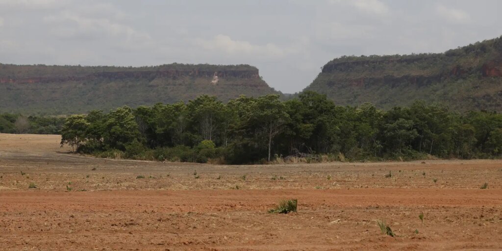fragmentos-de-vegetacao-nativa-cresceram-no-pais-163%-em-38-anos