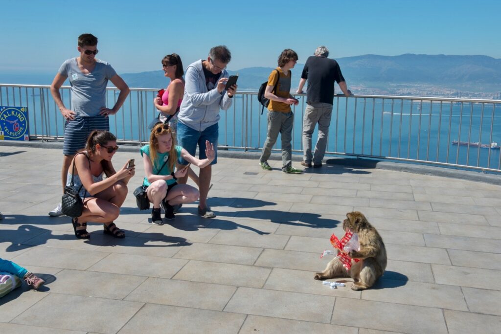 macacos-alimentados-por-turistas-tem-habito-para-evitar-dor-de-barriga