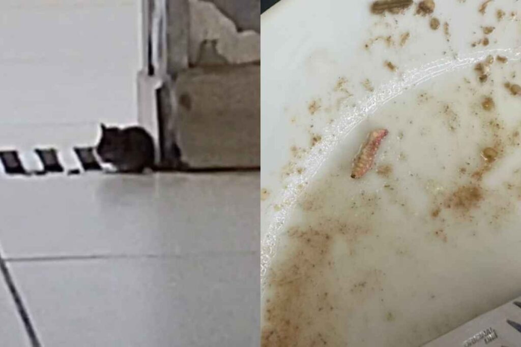 “ratatouille”:-rato-e-larva-sao-flagrados-em-refeitorio-do-hub.-veja-video