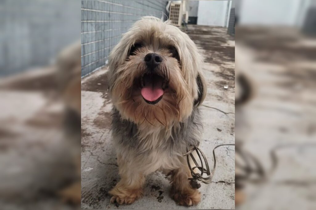 cachorro-desaparecido-vai-ate-delegacia-no-df-e-policia-procura-tutor