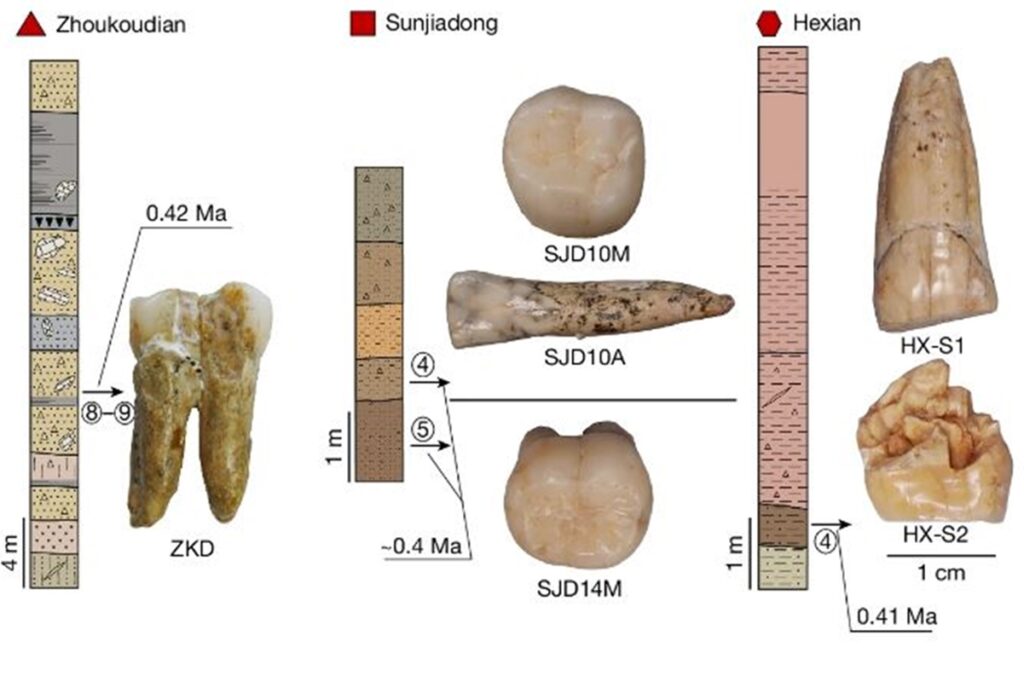 inedito:-dna-de-homo-erectus-e-decifrado-e-mostra-elo-com-denisovanos