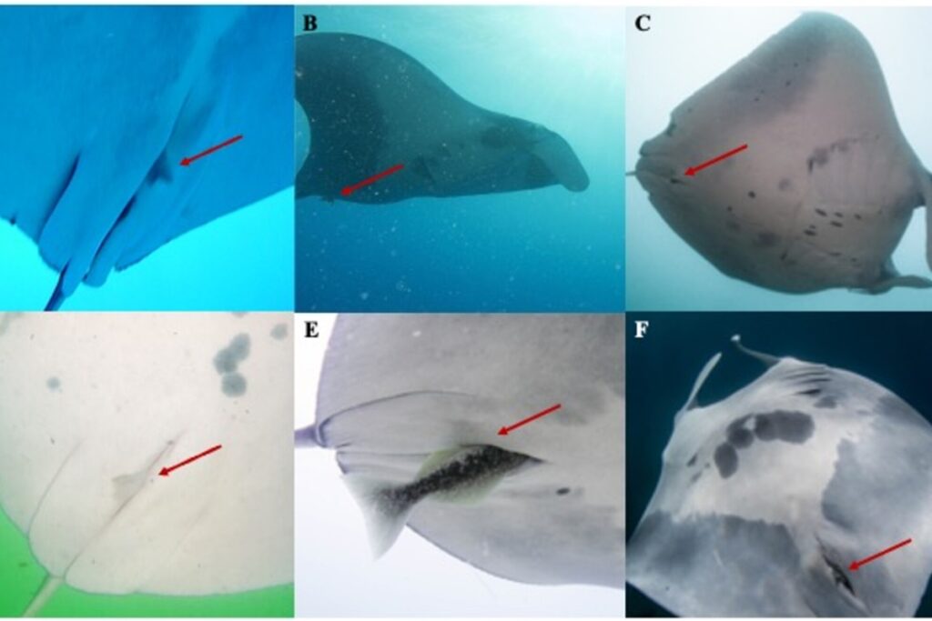 em-comportamento-raro,-peixe-e-visto-penetrando-cloaca-de-raia-manta