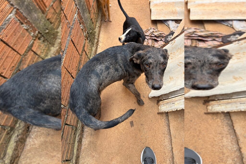 tutor-de-14-cachorros-de-rua,-“cigano-dos-caes”-morre,-e-animais-ficam-sem-abrigo.-veja-video