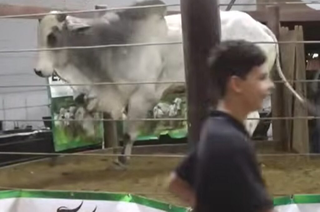 boi-“fujao”-tenta-pular-cerca-de-leilao-e-assusta-fazendeiros-em-goias.-veja-video