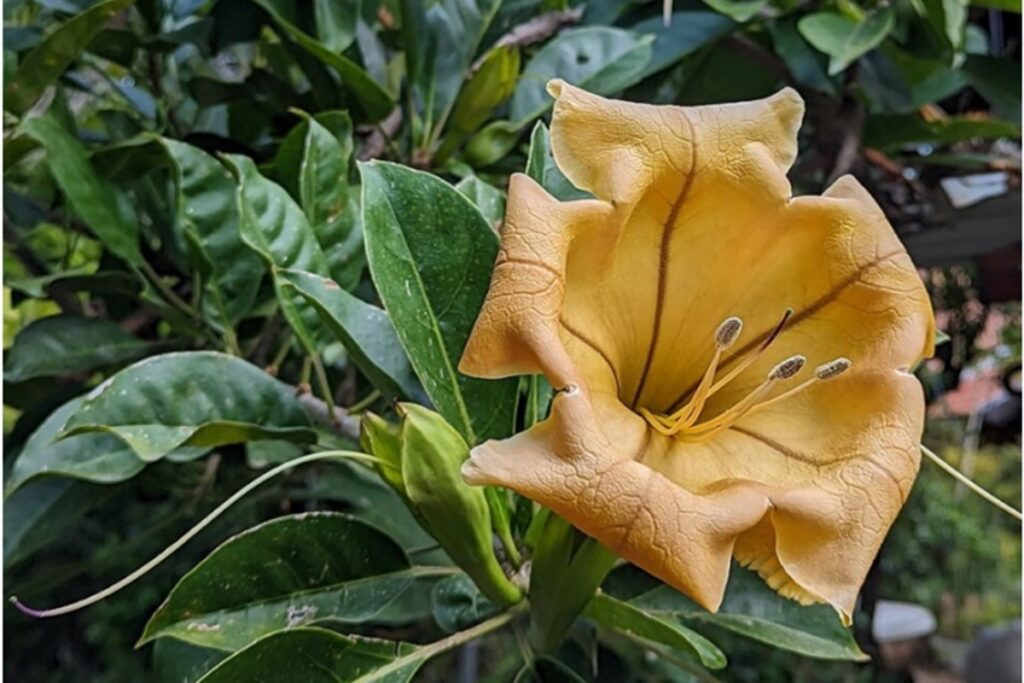 solandra-maxima:-a-flor-gigante-em-forma-de-taca-dourada-que-fascina