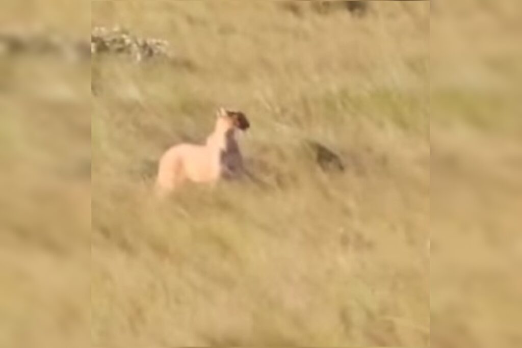 apos-ataque-de-onca-na-chapada,-guias-alertam-turistas:-“nao-corram”.-veja-video