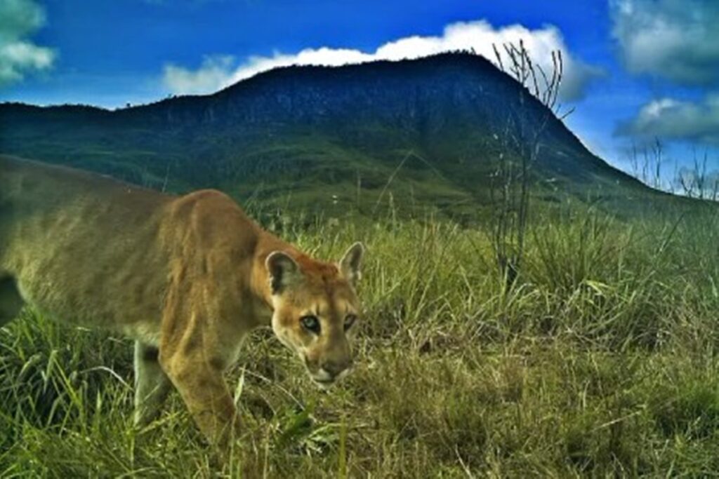 imagens-feitas-por-visitantes-flagram-oncas-na-regiao-da-chapada.-veja-video