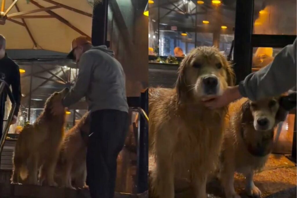 goldens-escapam-de-casa-e-sao-flagrados-em-restaurante-sofisticado