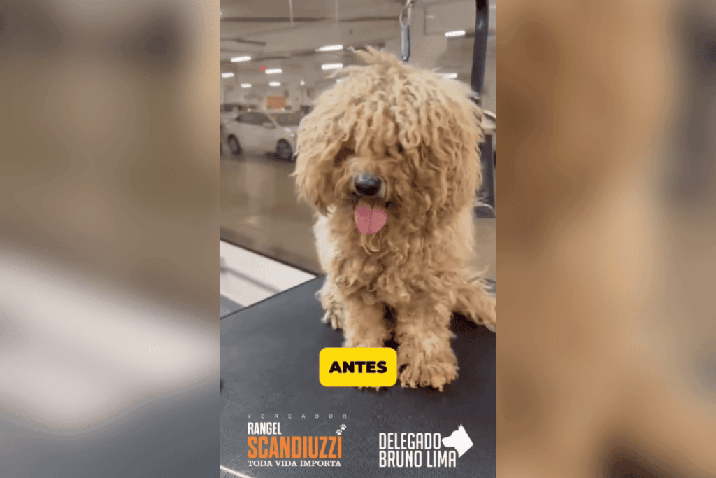 cachorro-que-foi-abandonado-e-correu-atras-de-carro-na-rua-e-adotado