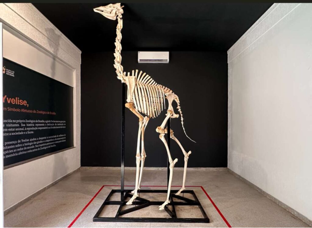 zoologico-de-brasilia-reinaugura-museu-de-ciencias-naturais;-fotos