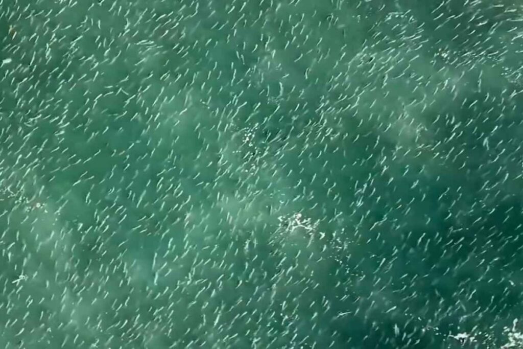 cardume-de-tainhas-de-mais-de-2-km-e-visto-em-praias-de-santa-catarina.-veja-video