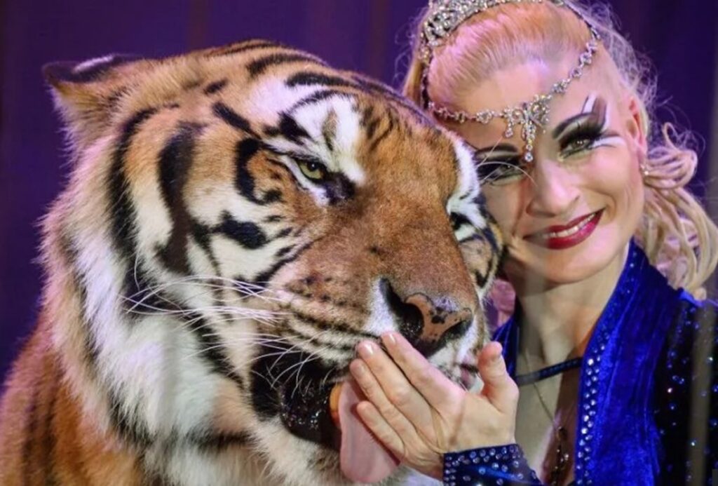 tigre-e-morto-apos-escapar-da-jaula-e-ferir-homem-na-alemanha