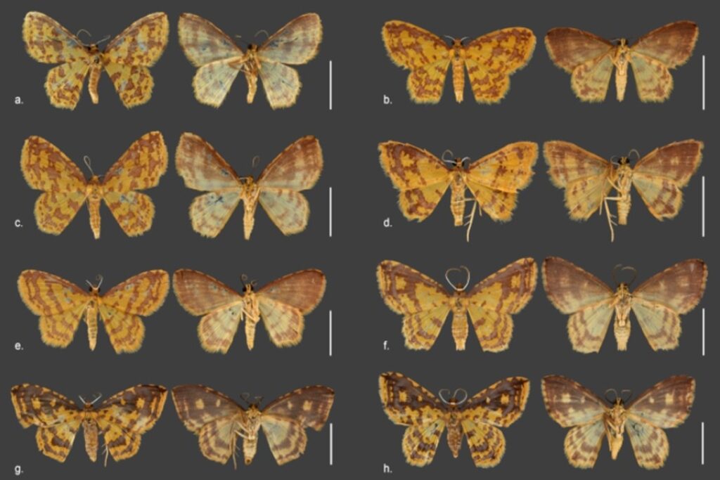 e.-oxum:-novas-mariposas-descobertas-sao-batizadas-com-nomes-de-orixas