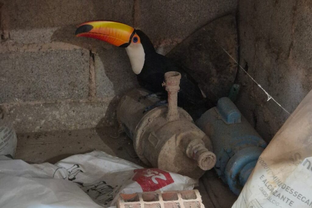 tucano-e-resgatado-com-asa-quebrada-em-chacara-na-df-150.-veja-video