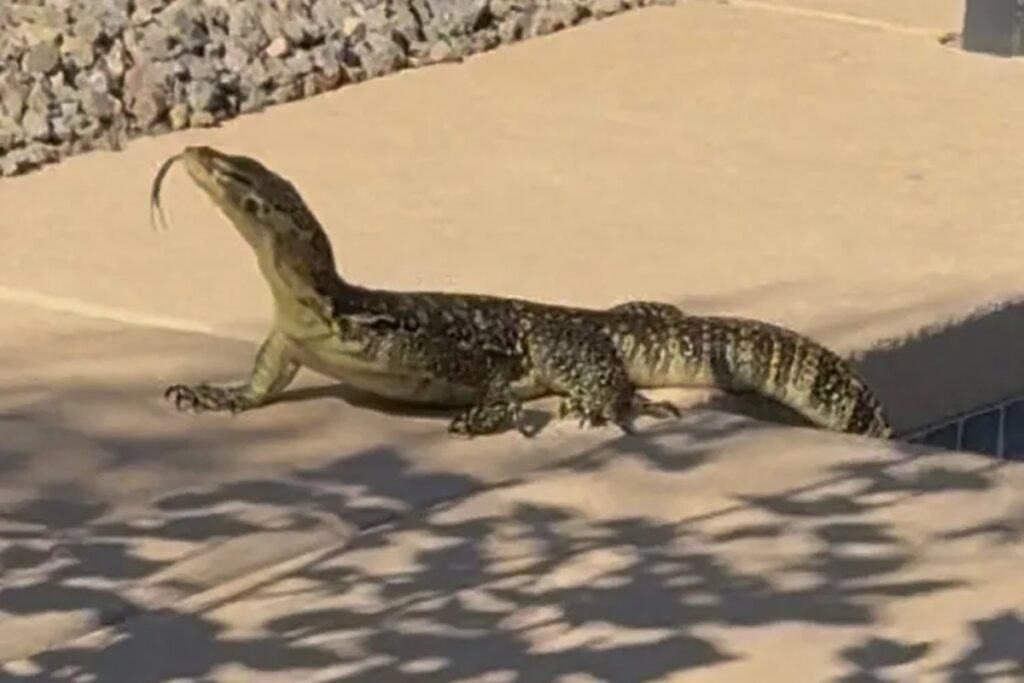 morador-leva-susto-ao-encontrar-lagarto-gigante-na-piscina-de-casa