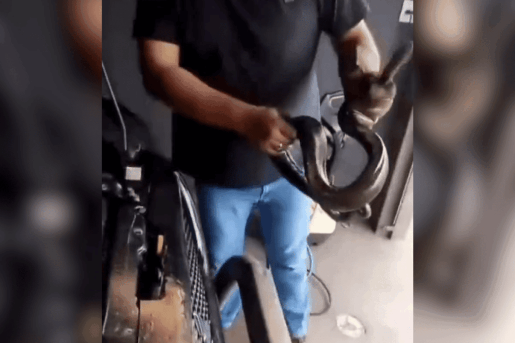 pescador-encontra-jiboia-suja-de-oleo-dentro-de-caminhonete.-veja-video
