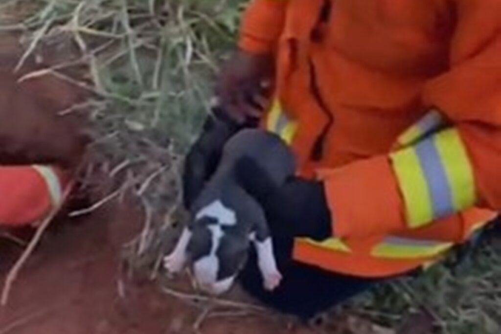 bombeiros-resgatam-cachorra-e-filhotes-presos-em-buraco-no-df.-veja-video