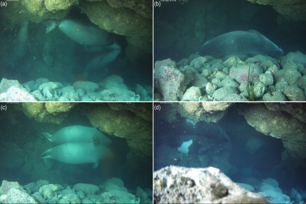 focas-raras-se-escondem-em-cavernas-para-fugir-de-turistas.-entenda