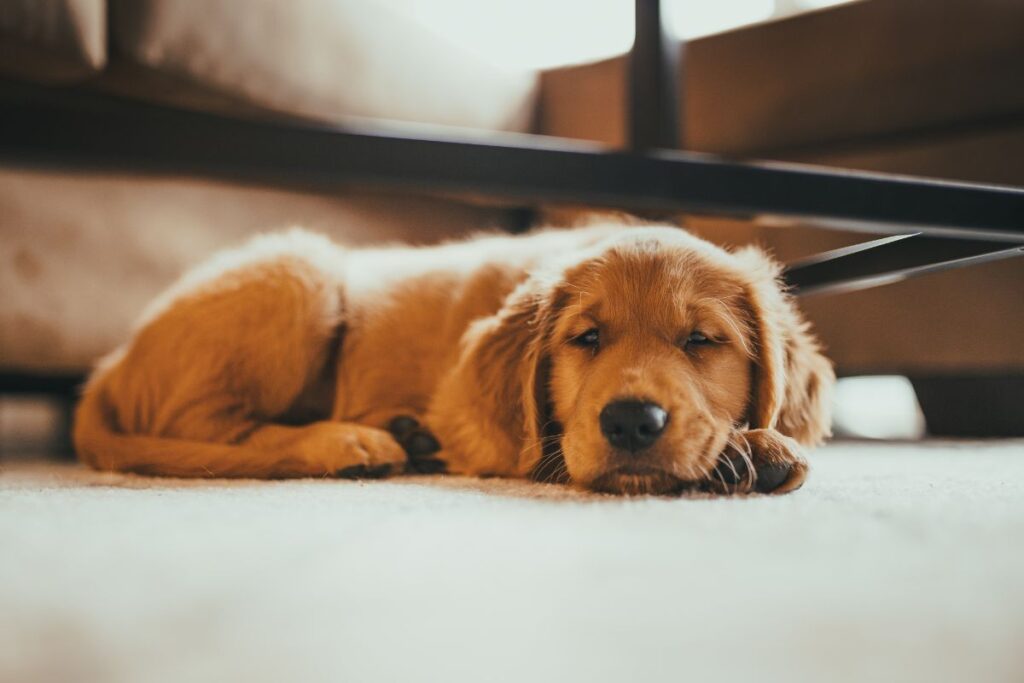 onde-o-cachorro-deve-dormir-no-frio?-saiba-qual-o-local-ideal