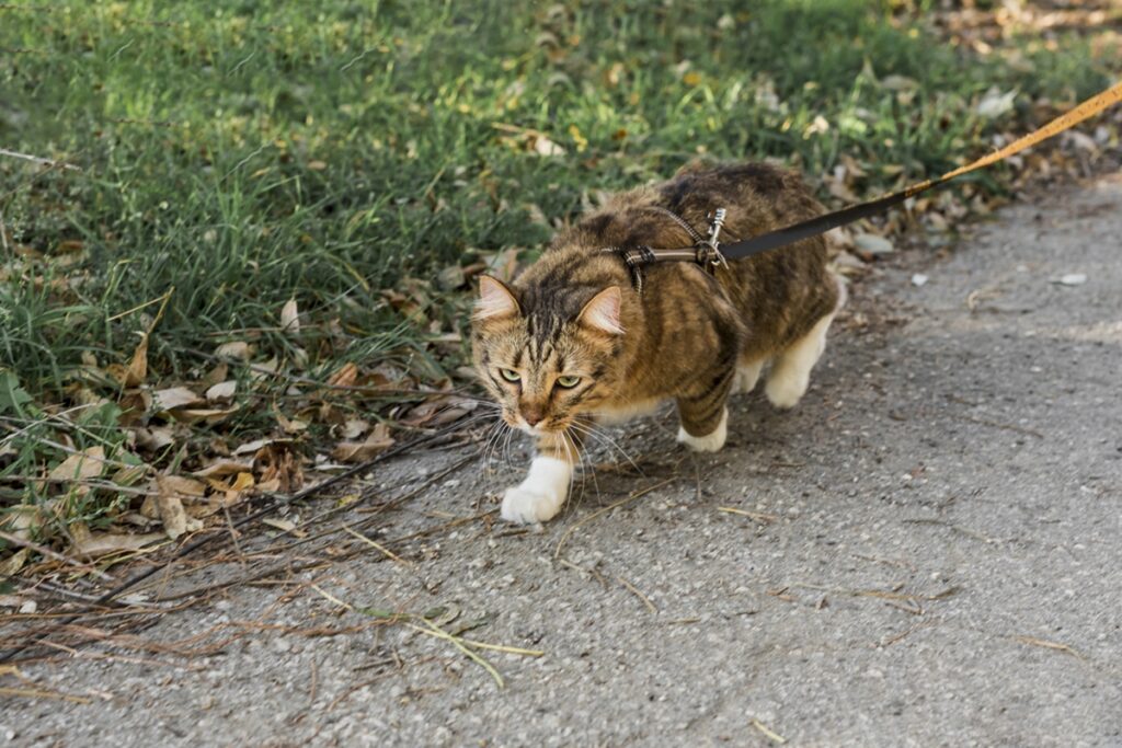 gatos-gostam-de-passear-de-coleira?-veterinaria-explica-como-adaptar