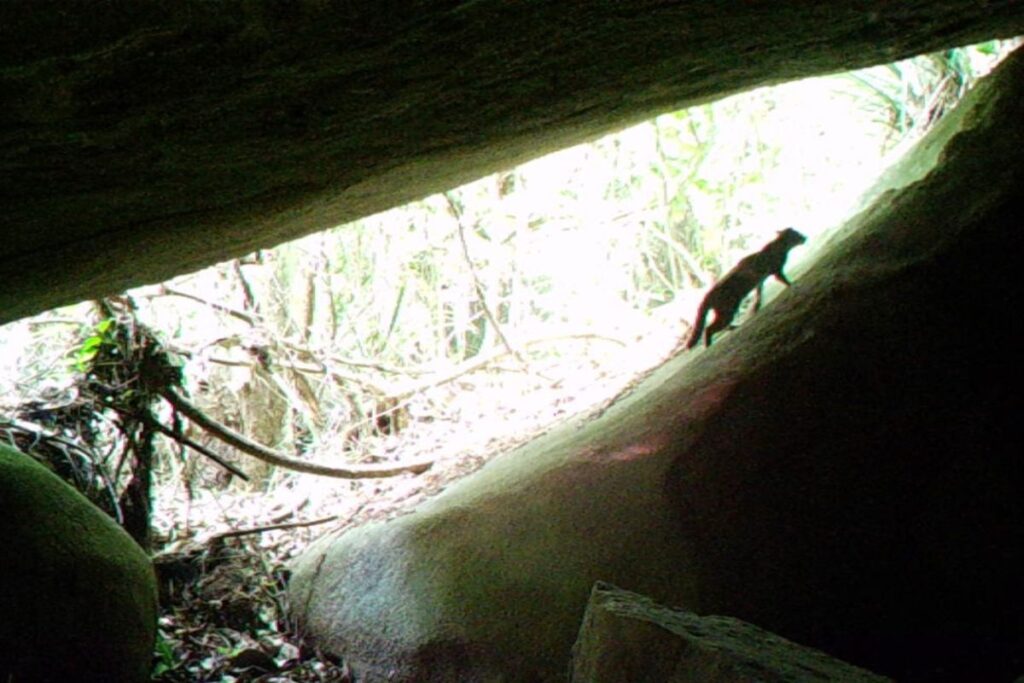 gato-do-mato-pequeno-e-visto-pela-primeira-vez-em-parque-no-rj