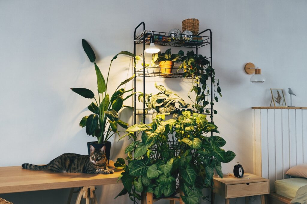 sala-escura-e-com-pouca-luz-solar?-confira-7-plantas-que-se-adaptam-bem