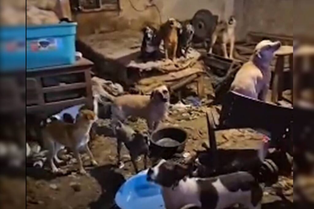 morador-de-ceilandia-que-acumulava-100-caes-e-multado-em-r$-1-milhao.-veja-video