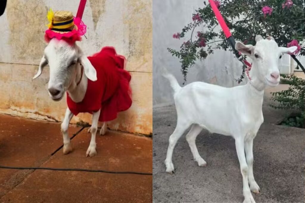 diva!-cabrita-que-usa-coleira-e-roupas-sob-medida-vira-celebridade