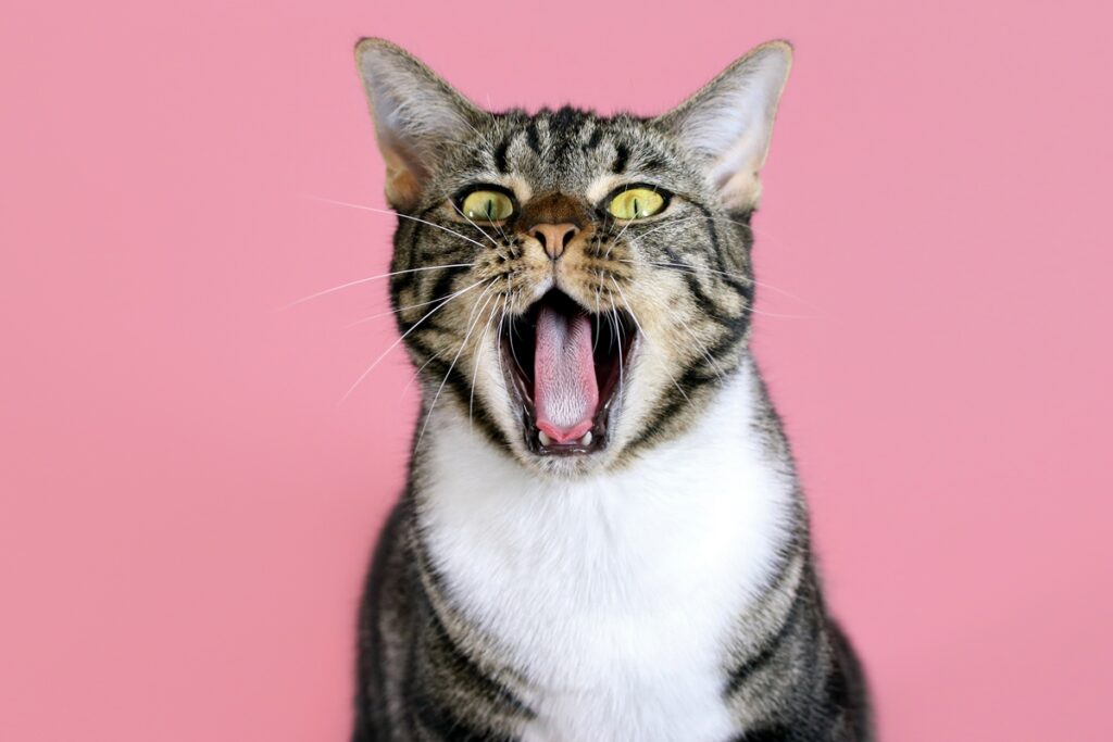 miss-“felino”?-concurso-reune-130-gatos-diferentoes;-confira