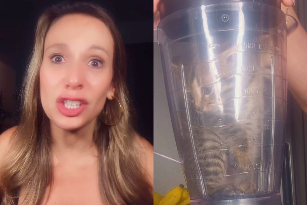 luisa-mell-chora-apos-adolescente-triturar-gato-no-liquidificador.-veja-video