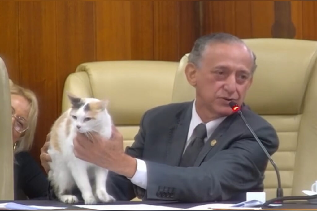 gata-diva-rouba-a-cena-em-sessao-da-camara-e-momento-viraliza.-veja-video