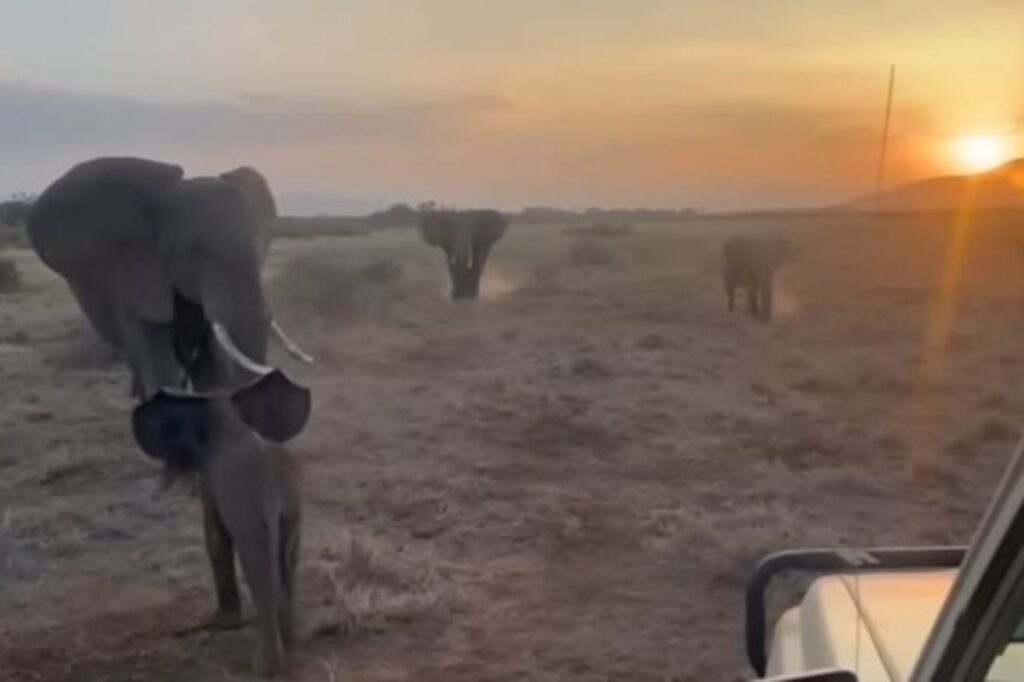 pesquisadores-encontram-bebe-elefante-perdido-apos-a-morte-da-mae