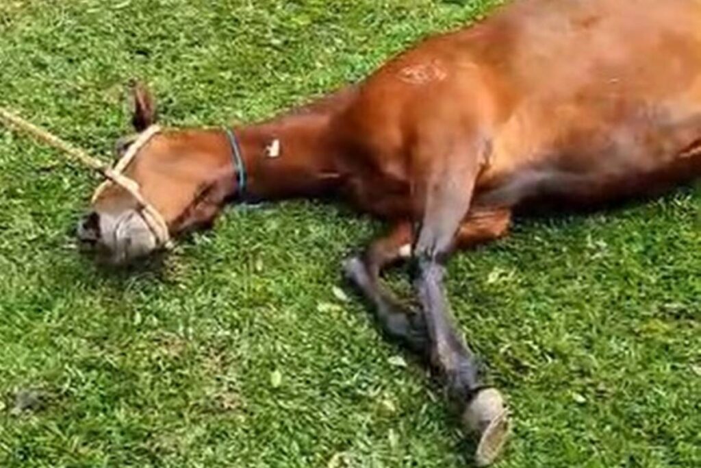 mpsp-processa-empresa-de-racao-por-mortes-de-cavalos-e-risco-a-humanos