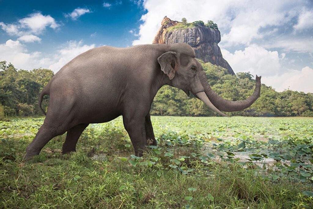 paleoartistas-recriam-mamiferos-gigantes-extintos-ha-quase-10-mil-anos