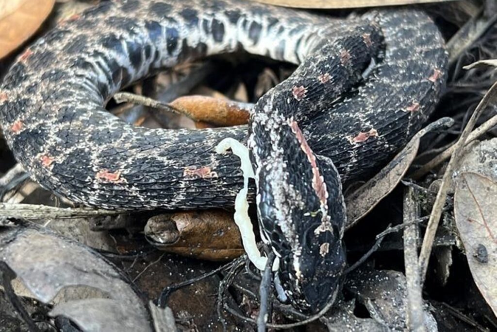 cascaveis-estao-entre-as-especies-mais-vulneraveis-a-ter-parasitas