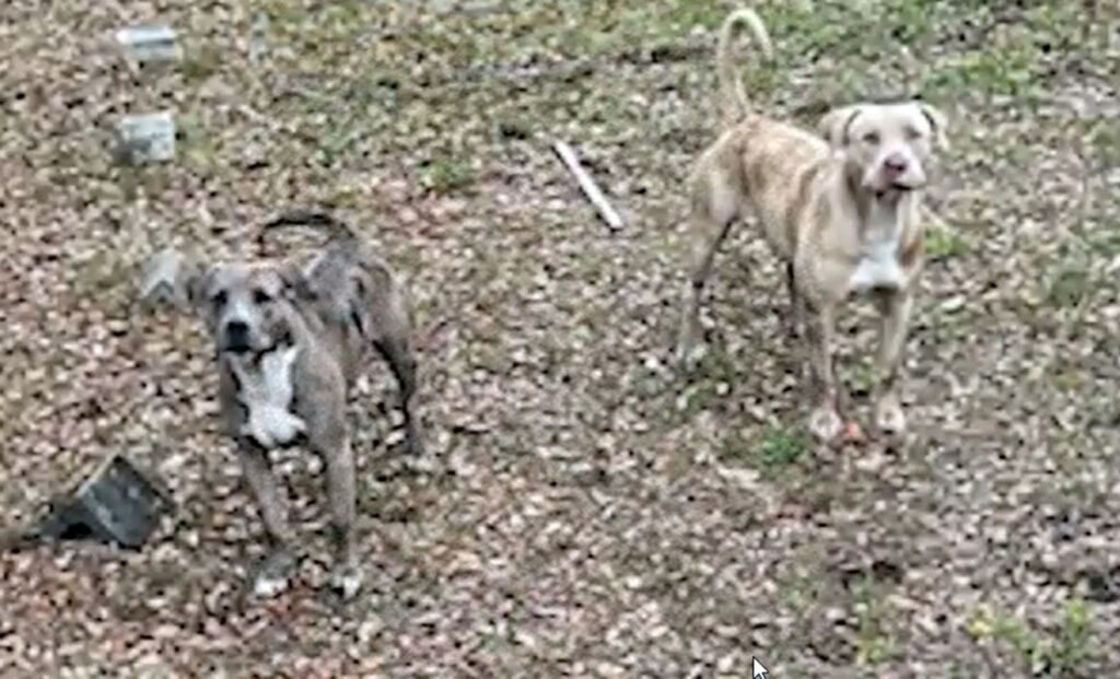 mulher-e-morta-apos-ser-atacada-por-dois-pit-bulls-nos-eua