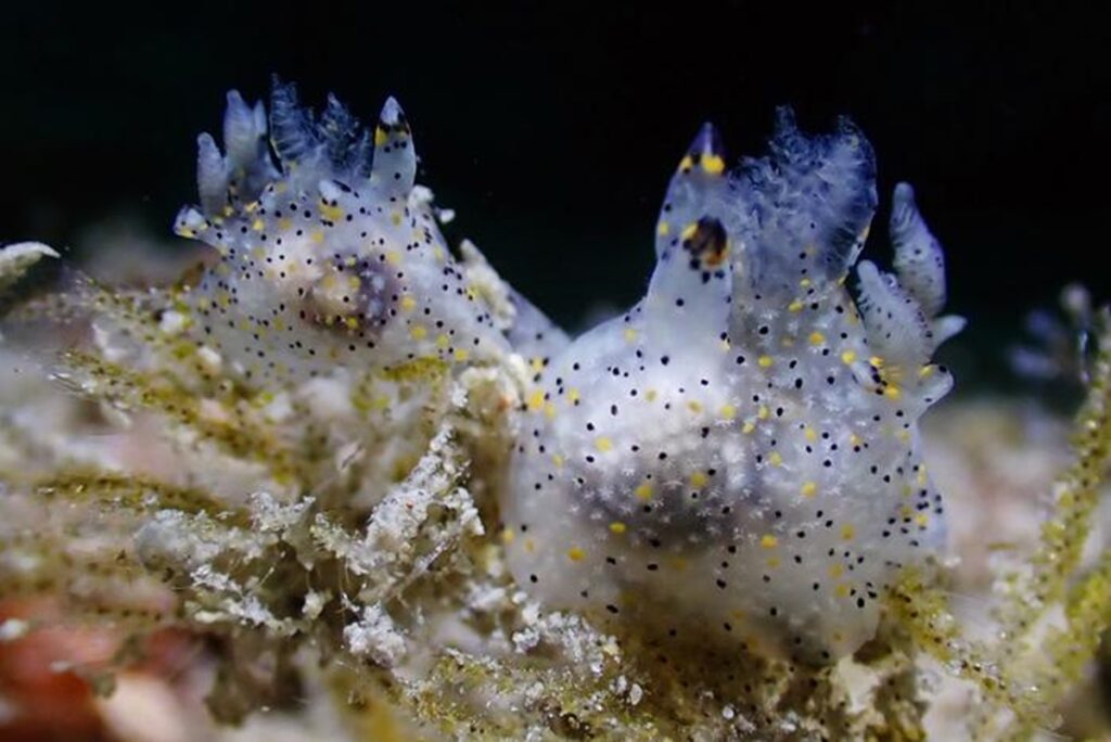 lesma-do-mar-gergelim:-nova-especie-e-descoberta-no-norte-de-taiwan