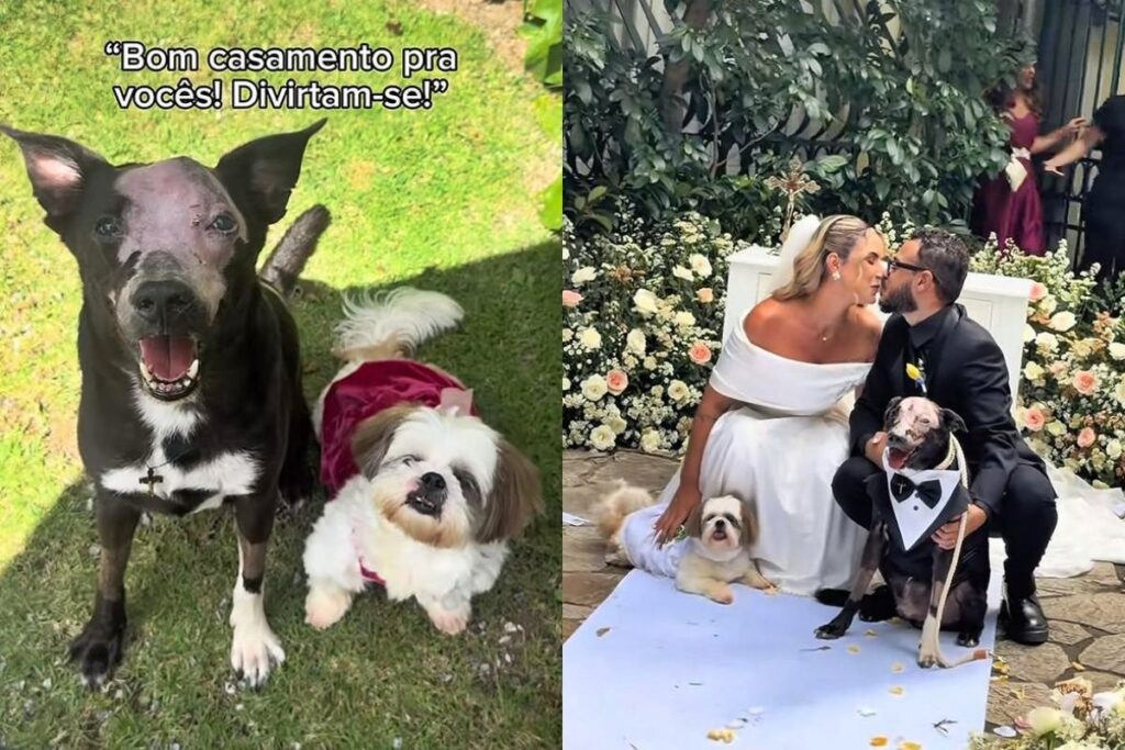 caes-com-cancer-emocionam-ao-levar-aliancas-no-casamento-dos-tutores