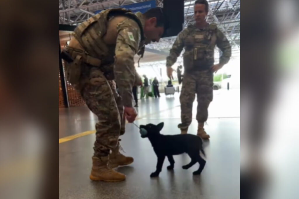 filhotes-da-pm-encantam-passageiros-em-treino-no-aeroporto-de-brasilia.-veja-video