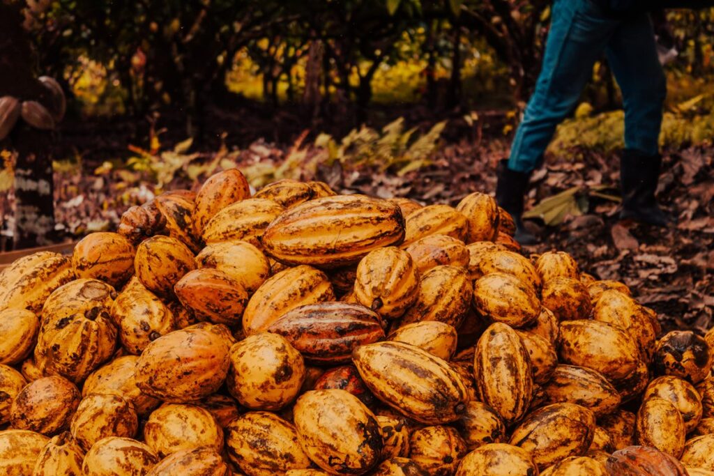 mpf-apura-suspeita-de-contaminacao-em-mudas-de-cacau-na-bahia