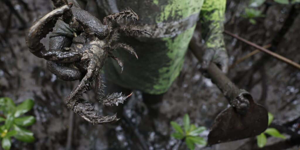 Pesquisadores identificam presença de mercúrio e chumbo em caranguejos pesquisadores-identificam-presenca-de-mercurio-e-chumbo-em-caranguejos
