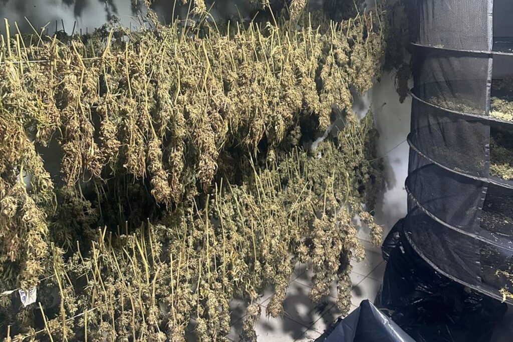 laboratorio-que-produzia-skunk-para-usuarios-do-df-e-go-e-desativado.-veja-video