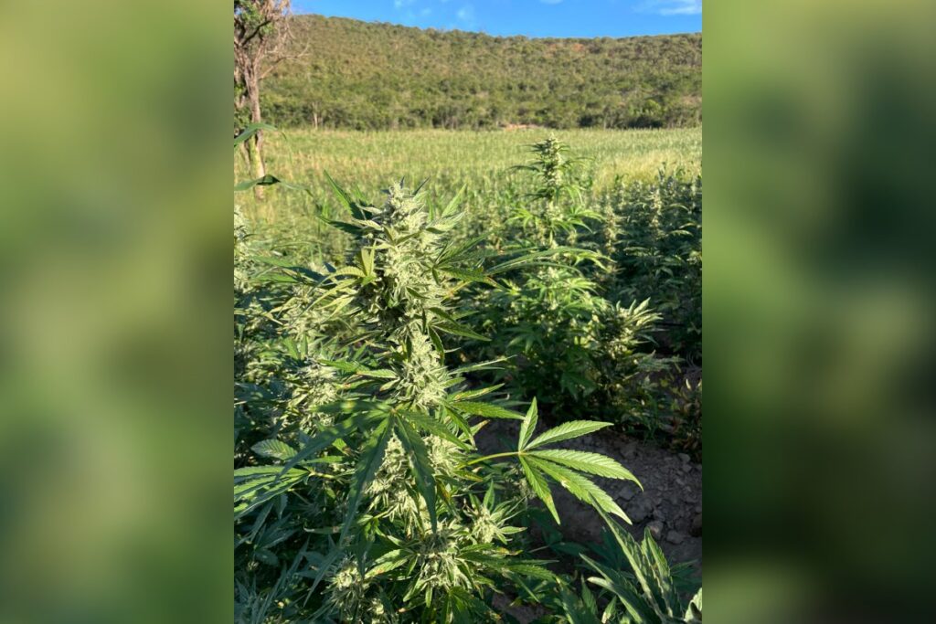 mg:-policia-acha-plantacao-de-maconha-durante-buscas-por-sequestradas.-video