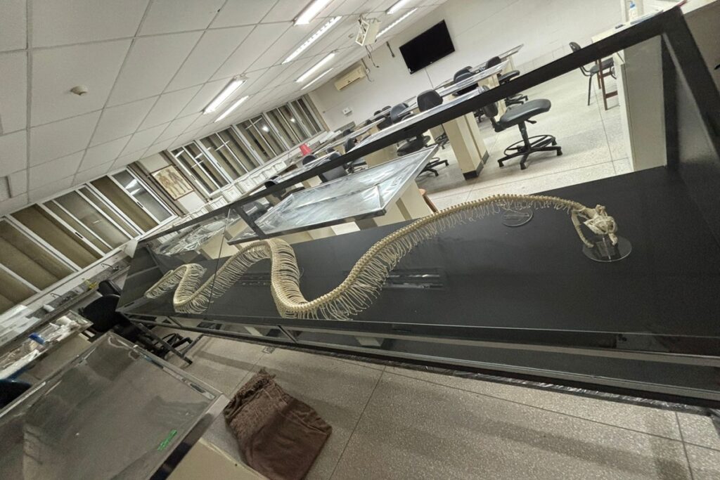 museu-de-biologia-da-unb-inaugura-exposicao-sobre-serpentes