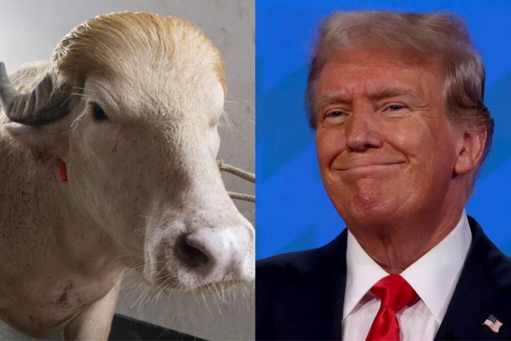 governo-desiste-de-sacrificar-“bufalo-trump”-em-celebracao-religiosa