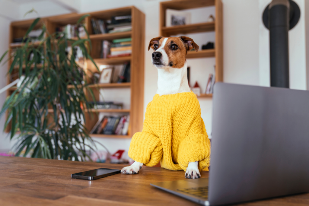 cachorro-realmente-precisa-usar-roupa-no-frio?-veterinaria-esclarece